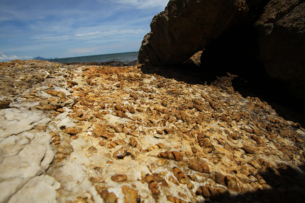 แหล่งฟอสซิลหอยน้ำจืดยุคเทอร์เชียรี่จำนวนมาก พบที่สุสานหอยแหลมโพธิ์ แห่งเดียวในโลก (ภาพ : กรมทรัพยากรธรณี)