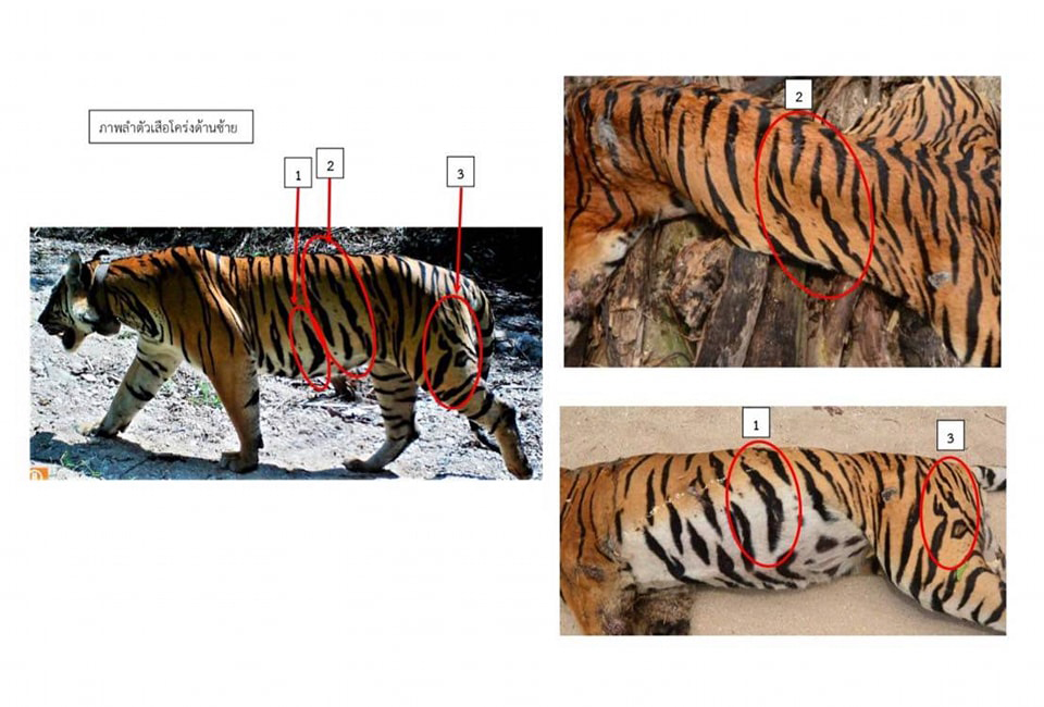 การพิสูจน์เปรียบเทียบลวดลายบนตัวเสือที่เป็นเอกลักษณ์เฉพาะของเสือวิจิตร (ภาพจาก : เพจ ประชาสัมพันธ์ กรมอุทยานแห่งชาติ สัตว์ป่า และพันธุ์พืช)