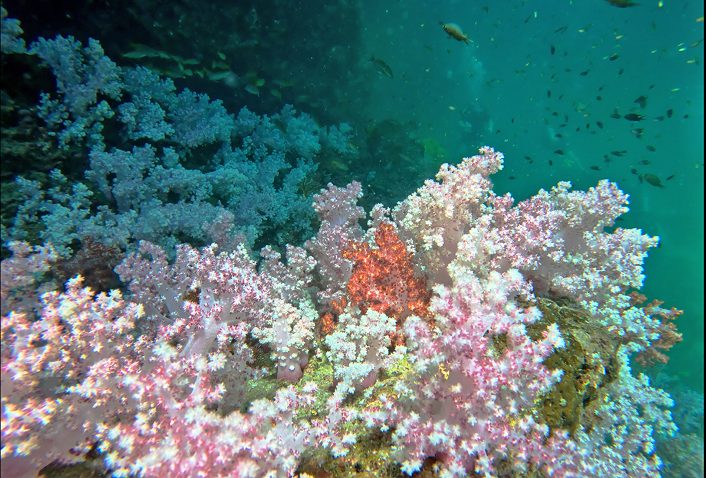 ปะการังอ่อนหลากสีสันที่เกาะแหวน 