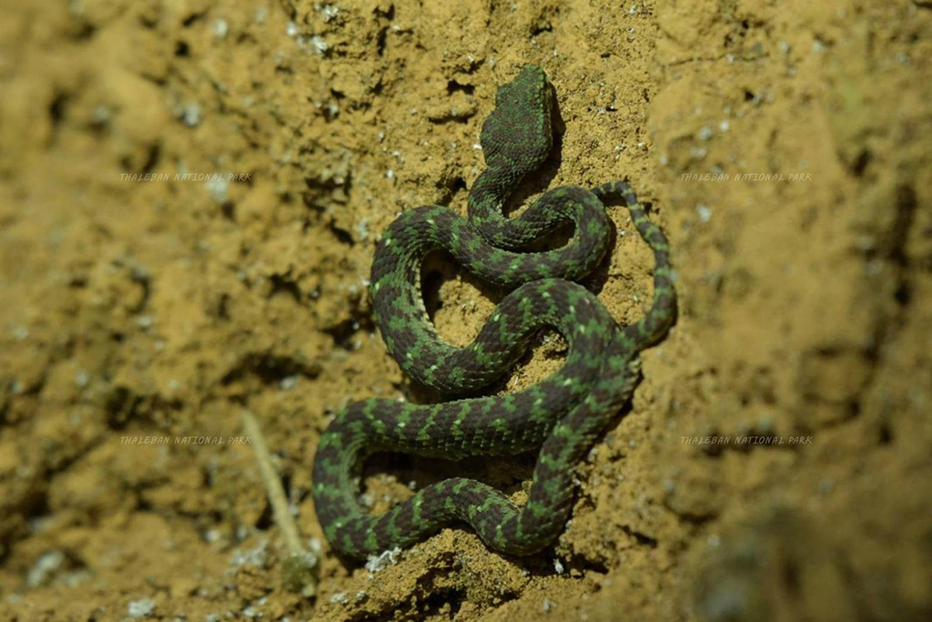 อช.ทะเลบัน พบ “งูหางไหม้เขาหินปูน” งูชนิดใหม่ของโลก (ภาพ : เพจ อุทยานแห่งชาติทะเลบัน - Thaleban National Park) 