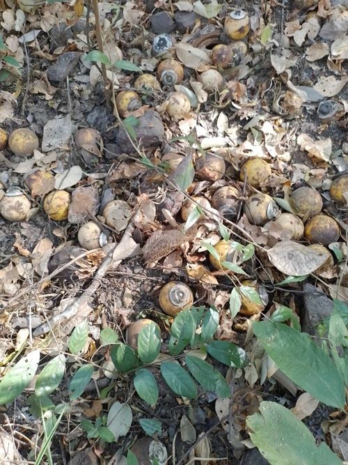 149 bombs planted in the forest found by villagers in Kasa Noi, Salavan Township, Salavan District, on January 5, 2024 (Photo from the Lao National Unexploded Ordnance Programme)