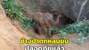โล่งอก! ช่วยช้างป่า 2 แม่-ลูกตกหลุมยุบสำเร็จ ช้างไม่บาดเจ็บกลับโขลงเข้าป่าอย่างปลอดภัย