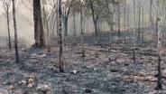 เลยเจอปัญหาไฟไหม้ป่าอย่างหนัก กลุ่มควันพวยพุ่งทั่วเมือง ระบบนิเวศพังยับเยิน