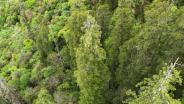 (แฟ้มภาพซินหัว : ต้นสนไซเปรสยักษ์ ความสูง 102.3 เมตร ในเขตอนุรักษ์ธรรมชาติแห่งชาติแกรนด์แคนยอนหย่าหลู่จ้างปู้ อำเภอโปมี่ เมืองหลินจือ เขตปกครองตนเองทิเบตทางตะวันตกเฉียงใต้ของจีน)