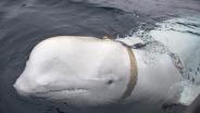 ระแวงไปเองหรือเปล่า!? วาฬที่เชื่อว่าเป็นสายลับรัสเซีย โผล่ไกลถึงนอกชายฝั่งสวีเดน