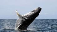 ชายออสซี่ชะตาขาด! ถูก ‘วาฬ’ พุ่งชนเรือกระเด็นตกน้ำเสียชีวิต