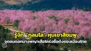 รู้จัก ”ภูลมโล“ หุบเขาสีชมพู จุดชมดอกนางพญาเสือโคร่งชื่อดังของเมืองไทย