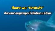 ฮือฮา! พบ “ปลาโมล่า” ปลามหาสมุทรสุดน่ารักในทะเลไทย