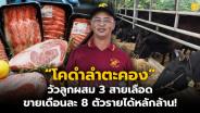 (ชมคลิป) เนื้อไทยไม่แพ้ชาติใดในโลก! “โคดำลำตะคอง” วัวลูกผสม 3 สายเลือด ขายเดือนละ 8 ตัวรายได้หลักล้าน!
