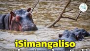 iSimangaliso Wetland Park มรดกโลกแห่งแรกในแอฟริกาใต้ ความมหัศจรรย์แห่งพื้นที่ชุ่มน้ำ