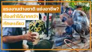 แรงงานต่างชาติ “แย่งอาชีพ” คนไทย? ถึงเวลาทำให้ได้มากกว่าทักษะเดียว