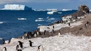ครั้งแรก! นักวิทย์พบเชื้อ ‘ไข้หวัดนก’ บนแผ่นดินใหญ่ ‘แอนตาร์กติกา’ หวั่นกระทบประชากรเพนกวิน