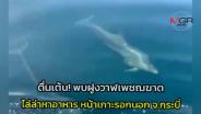 (ชมคลิป) ตื่นเต้น! นักท่องเที่ยวพบฝูงวาฬเพชฌฆาต รวมตัวไล่ล่าหาอาหารหน้าเกาะรอก จ.กระบี่