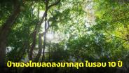 เศร้า! มูลนิธิสืบนาคะเสถียรเผยผืนป่าของไทยลดลงมากที่สุดในรอบ 10 ปี
