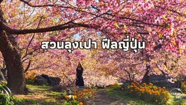ตื่นตา! “ขุนวาง-ดอยอินทนนท์” บนเส้นทางสีชมพู ดู “ซากุระเมืองไทย” บานสะพรั่งสุดโรแมนติก