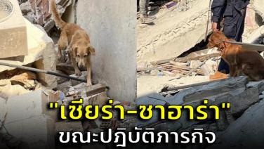 เผยภาพ "เซียร่า-ซาฮาร่า" สุนัขกู้ภัยจากไทย ขณะปฎิบัติภารกิจ หลังพบร่างผู้เสียชีวิตเพิ่ม  1 ราย