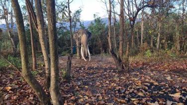 สุดสลด! ช้างพลายงายาวเป็นวาตกมันกระทืบควาญตายสยองคาหมู่บ้านเลี้ยงช้างลำปาง