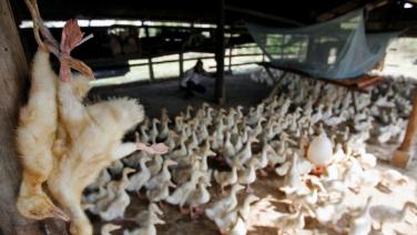 สหรัฐฯ ชี้ไวรัสไข้หวัดนกในกัมพูชาเป็นสายพันธุ์ประจำถิ่น