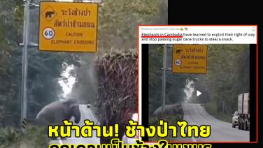 เอาเข้าไป! กัมพูชาเคลมช้างป่าไทยดักกินอ้อยเป็นช้างในเขมร ทั้งที่มีป้ายภาษาไทย “ระวังช้างป่า” ปรากฏเด่นหรา