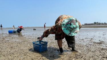 น้ำทะเลบ้านเพ จ.ระยอง ลดฮวบเห็นพื้นทราย ทำชาวบ้านแห่เก็บหอยนางรมขาย