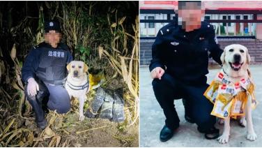 พวงมาลัยน่องไก่! รางวัลของสุนัขตำรวจแสนรู้ หลังบอกจุดซุกยาไอซ์หนักกว่า 12 กก. (มีคลิป)