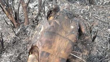 เผยภาพน่าสลด เต่าป่านอนตายหลังป่าชุมชนที่นาแห้วถูกไฟป่าแผดเผา
