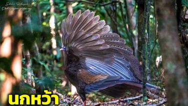 “นกหว้า” สัตว์ป่าหายาก กว่า 20 ตัว อวดโฉมหน้ากล้องดักถ่ายใน ขสป.กะทูน