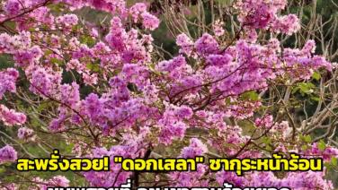 สะพรั่งสวย! "ดอกเสลา" ซากุระหน้าร้อนเมืองไทย ชมพูสวยที่ อช.เขาสามร้อยยอด