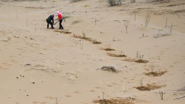 ชมภาพ คนงานจีนปลูกต้นกล้าคุม ‘ทะเลทราย’ ใหญ่อันดับ 7