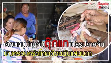 เยือนหมู่บ้านจับ “ตุ๊กแก” แปรรูปส่งขายจีน บางครอบครัวโกยเดือนละนับแสนบาท : เรื่องเด่นทั่วไทย