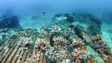 (ชมภาพ) ‘เกาะเฟินเจี้ยโจว’ ในไหหลำ ลุยงานรักษ์ระบบนิเวศใต้ผืนน้ำ