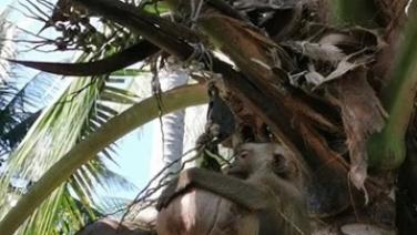 เอกชนแนะรัฐชี้แจง PETA หลังยังแพร่ข่าวไทยใช้ลิงเก็บมะพร้าว