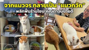 จากแมวจร กลายเป็น “แมวกวัก” พลิกฟื้นร้านโซบะคุณตาจนขายดี