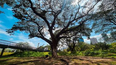 กทม. Big Trees และภาคเอกชน ผนึกกำลัง ฟื้นฟู “ต้นจามจุรี” กลาง “สวนเบญจกิติ” พลังร่วมเพื่อสร้างความยั่งยืน ในการจัดการพื้นที่สีเขียวในเขตเมือง