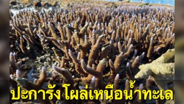 สวยงาม! เผยภาพปะการังโผล่เหนือน้ำทะเลเกาะละวะใหญ่ วอนผู้พบเห็นงดสัมผัส