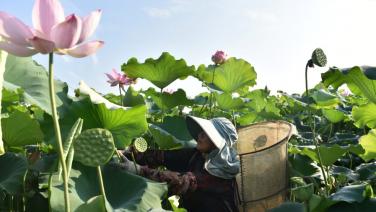 ชมภาพ “วันลี่ชิว” ต้อนรับฤดูใบไม้ร่วง เกษตรกรขมีขมันเก็บเกี่ยวผลผลิต