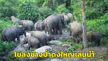 (คลิป) สนุกสนานกันใหญ่! เผยคลิปกล้องดักถ่ายภาพโขลงช้างป่าดงใหญ่ 12 ตัว ออกหากิน-เล่นน้ำ กลางป่าอุดมสมบูรณ์
