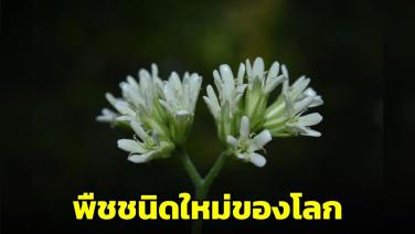ว้าว! กรมอุทยานฯ เผยไทยค้นพบพืชชนิดใหม่ของโลก ชื่อ “ก้อมอาจารย์น้อย”