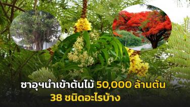 เช็คเลย! ซาอุฯ ต้องการต้นไม้ 50,000 ล้านต้น ไฟเขียวนำเข้าต้นไม้จากไทย 38 ชนิด อะไรบ้าง