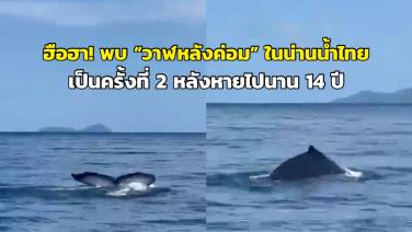 ฮือฮา! พบ “วาฬหลังค่อม” ในน่านน้ำไทยเป็นครั้งที่ 2 หลังหายไปนาน 14 ปี