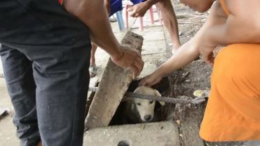 รอดหมด! หมาแม่ลูกอ่อนออกลูกในท่อระบายน้ำ พระพร้อมชาวบ้านเร่งงัดฝาท่อช่วยทั้ง 6 ชีวิตขึ้นมาได้