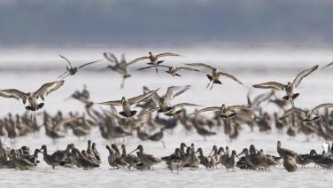จีนใช้ "ปัญญาประดิษฐ์" ช่วยอนุรักษ์นกในทะเลสาบโผหยาง