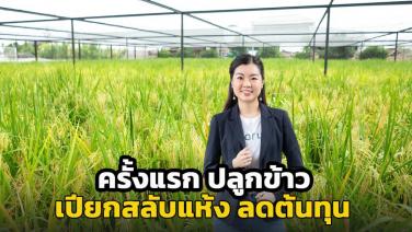 ทำนาแบบรักษ์โลก !! ครั้งแรกเมืองไทย วรุณา "ปลูกข้าวเปียกสลับแห้ง” ลดก๊าซเรือนกระจก หนุนเกษตรกรเพิ่มรายได้