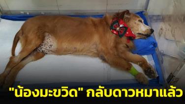 ทาสหมาเศร้า! "น้องมะขวิด" สุนัขแสนรู้กลับดาวหมาแล้ว หลังป่วยเป็นมะเร็ง
