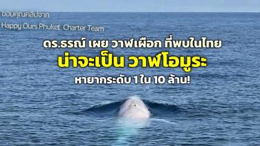 ดร.ธรณ์ ยืนยัน “วาฬเผือก” ที่พบในไทย เป็น “วาฬโอมูระ” หายากระดับโลก!