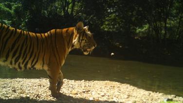 กล้องยืนยัน “เสือโคร่งตัวที่ 4” ในป่ามรดกโลกแก่งกระจาน แจงเสือตัวใหม่โผล่ไม่ซ้ำหน้า บ่งชี้นิเวศป่าสมบูรณ์มาก