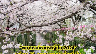 คนรักดอกไม้ห้ามพลาด! “พยากรณ์ซากุระญี่ปุ่น 2024” และ 16 จุดชมซากุระทั่วญี่ปุ่น