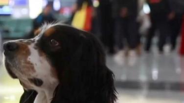 คลิกคลิป ชมวิธีฝึก ‘สุนัขตำรวจจีน’ ดมกลิ่นหาพลุประทัด