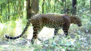 กาญจนบุรีพบสัตว์ป่าเสี่ยงต่อการสูญพันธุ์ที่สำคัญระดับโลก