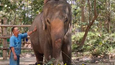 FC ดีใจ! “พังดัมมี่” (แสนรู้) อยู่อย่างอบอุ่นที่ศูนย์อนุรักษ์ช้างไทย จ.ลำปาง